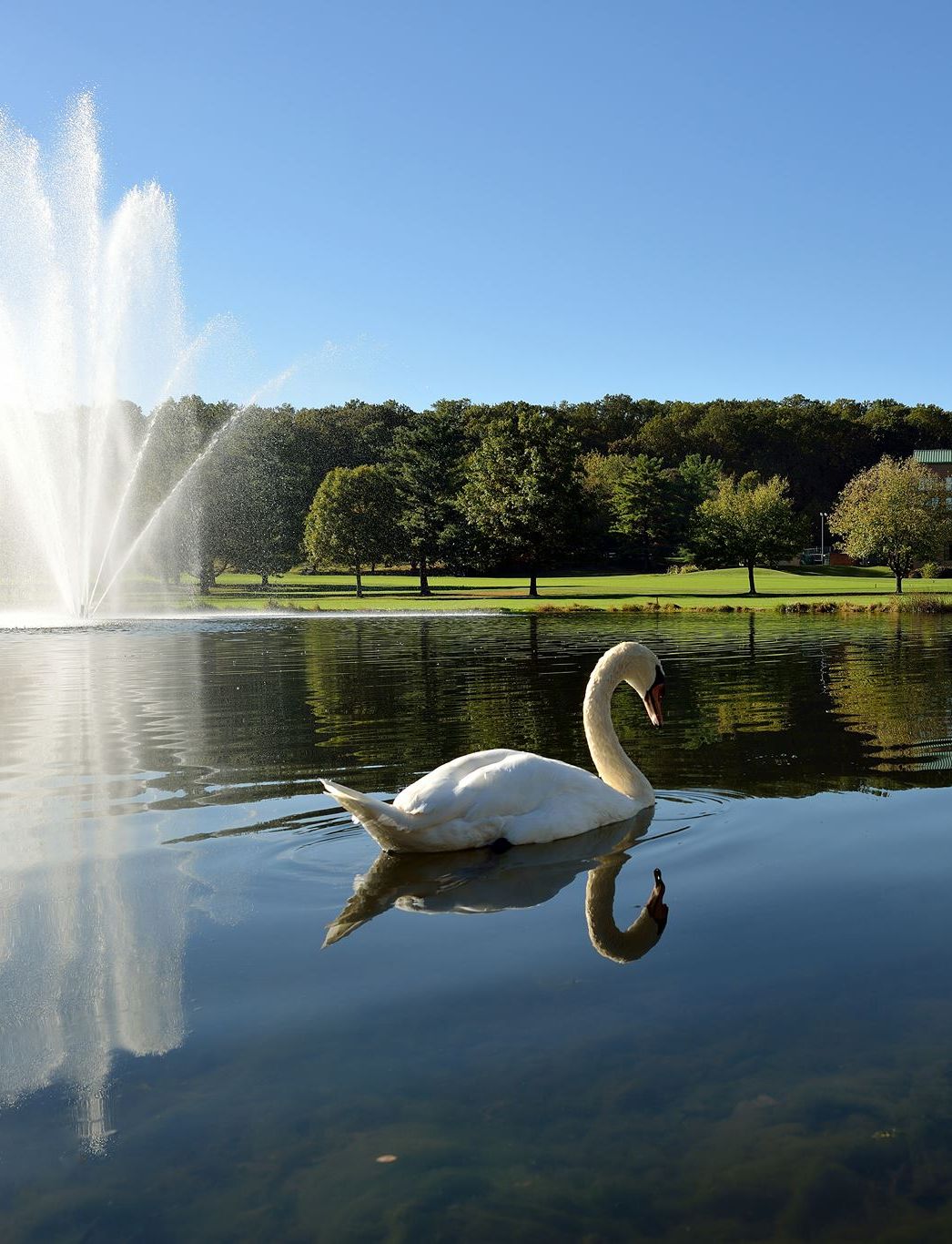 turf-valley-resort-swans-4d-1046x1366 Turf Valley Resort Swans